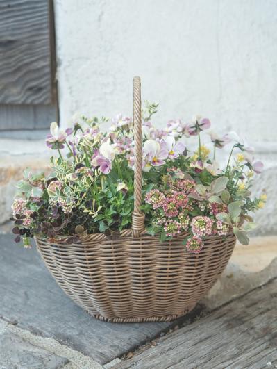 ピンク・イエロー系の花＋リーフでかわいさ満点！ Chels Green亀井信輔さんのビオラの寄せ植え2スタイル（サムネイル画像3）