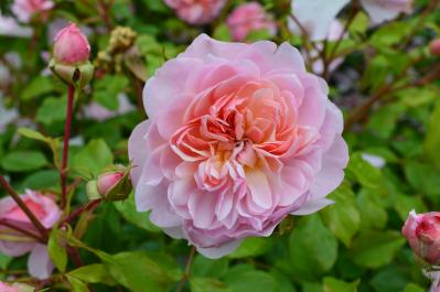 その鉢、バラに合っている？ 9月に見直したい鉢植えバラの植え替えとタイミング（サムネイル画像5）