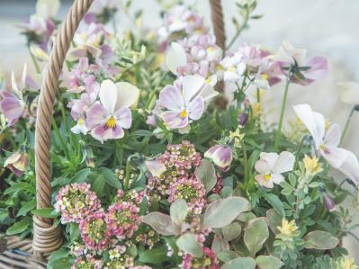 ピンク・イエロー系の花＋リーフでかわいさ満点！ Chels Green亀井信輔さんのビオラの寄せ植え2スタイル（サムネイル画像4）