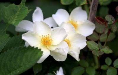 その鉢、バラに合っている？ 9月に見直したい鉢植えバラの植え替えとタイミング（サムネイル画像6）