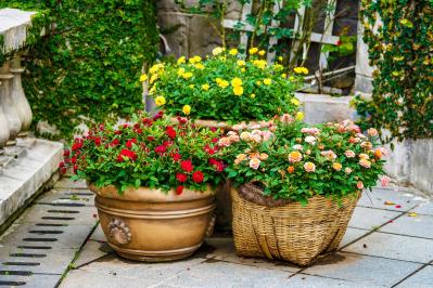 その鉢、バラに合っている？ 9月に見直したい鉢植えバラの植え替えとタイミング