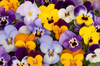 パンジーとビオラは何が違う？花の大きさ・強さ・植え場所で失敗しない育て方