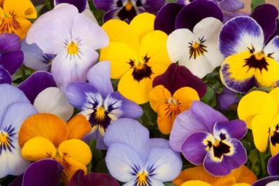 パンジーとビオラは何が違う？花の大きさ・強さ・植え場所で失敗しない育て方（サムネイル画像2）