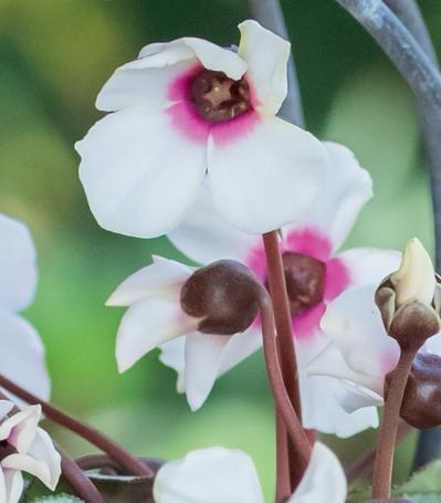 秋冬の玄関・庭がぱっと華やぐ！ 土谷ますみさん流「シクラメンの寄せ植え」（サムネイル画像7）