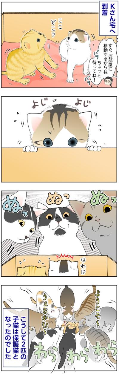 【マンガ・老猫日誌＃135】「ようこそ〜」子猫2匹に、猫たちが大集合〜思い出の老猫日誌・桃姐と小論（サムネイル画像2）