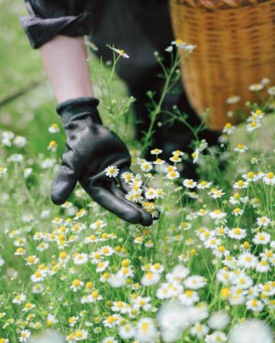 植物の香りが恋しくなるのは、休みたいサイン？「芳香蒸留水」で心地よく整える（サムネイル画像2）