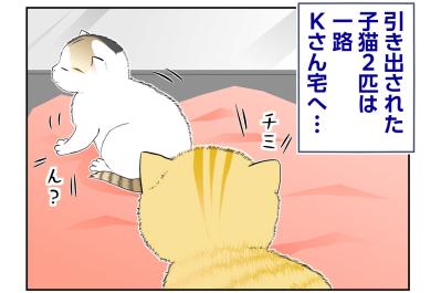 【マンガ・老猫日誌＃134】小さなケージの中で、ふたりの物語が始まった〜思い出の老猫日誌・桃姐と小論