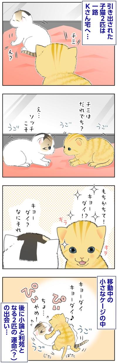 【マンガ・老猫日誌＃134】小さなケージの中で、ふたりの物語が始まった〜思い出の老猫日誌・桃姐と小論（サムネイル画像2）