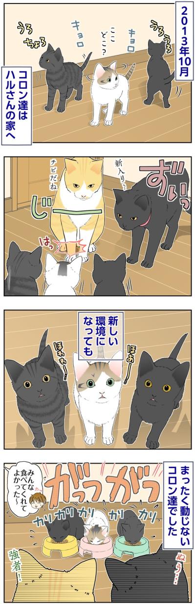 【マンガ・老猫日誌＃142】お引っ越し初日も、子猫達はマイペース〜思い出の老猫日誌・桃姐と小論（サムネイル画像2）