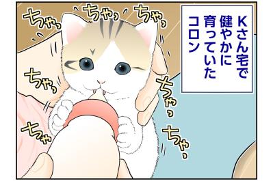 【マンガ・老猫日誌＃137】ミルクのあとは抱っこ！ コロンは甘えん坊〜思い出の老猫日誌・桃姐と小論