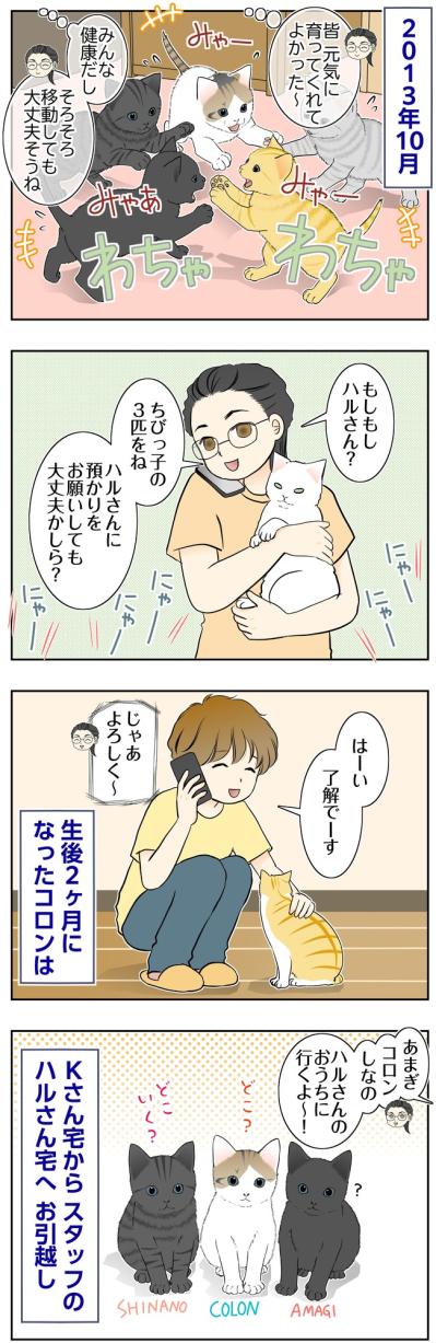 【マンガ・老猫日誌＃140】「次のおうちに行くよ」コロンたち3匹の旅立ち〜思い出の老猫日誌・桃姐と小論（サムネイル画像2）