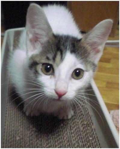 【マンガ・老猫日誌＃143】新しい家の先輩猫は、まさに「飴と鞭」〜思い出の老猫日誌・桃姐と小論（サムネイル画像3）