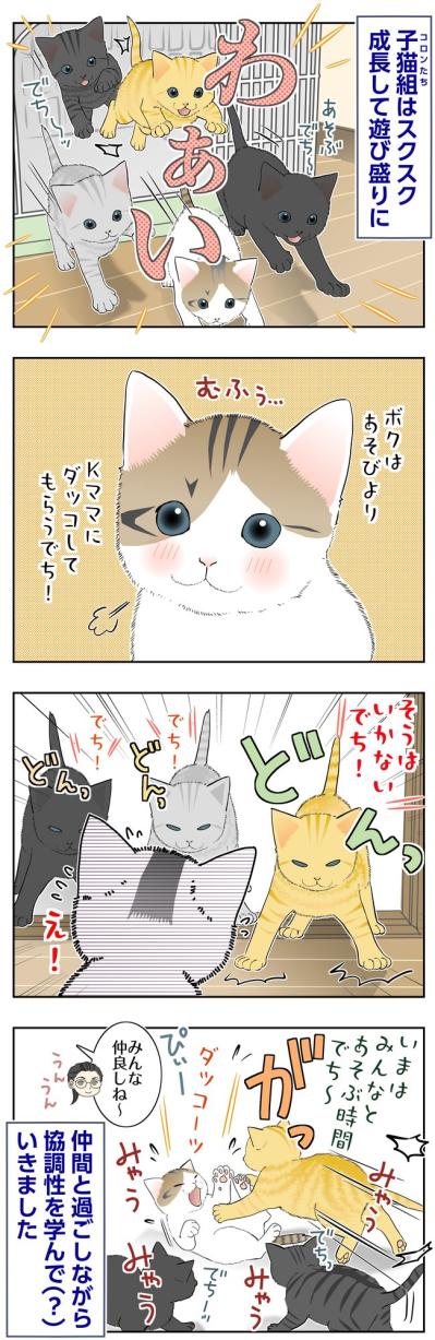 【マンガ・老猫日誌＃138】「今は遊ぶ時間！」コロンの抱っこ作戦は失敗？〜思い出の老猫日誌・桃姐と小論（サムネイル画像2）