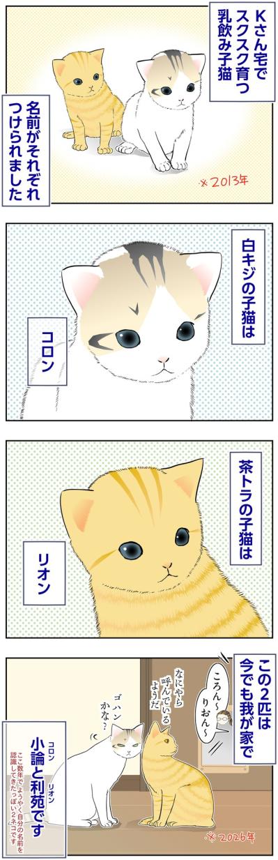 【マンガ・老猫日誌＃136】白キジはコロン、茶トラはリオンと名づけられて〜思い出の老猫日誌・桃姐と小論（サムネイル画像2）