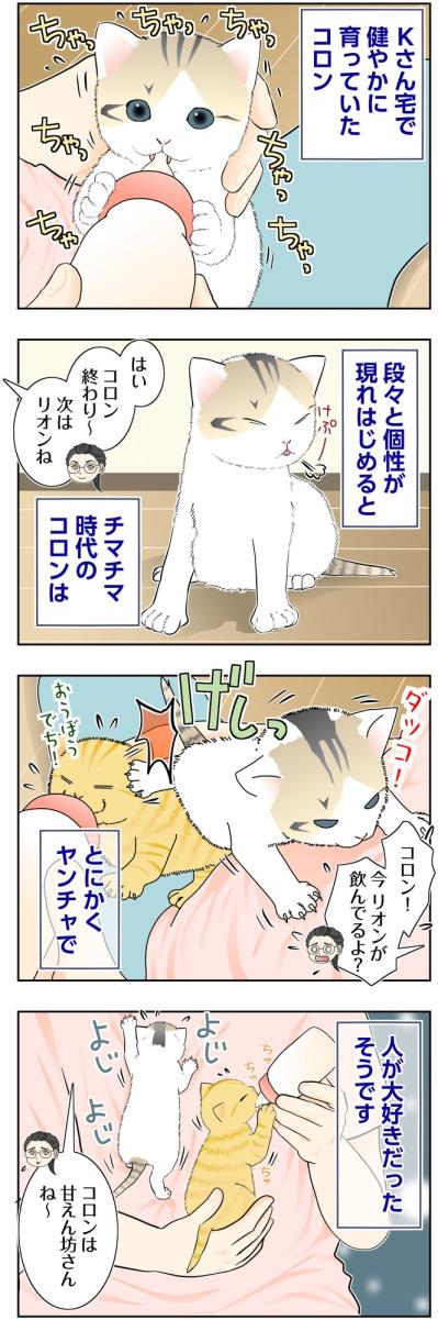 【マンガ・老猫日誌＃137】ミルクのあとは抱っこ！ コロンは甘えん坊〜思い出の老猫日誌・桃姐と小論（サムネイル画像2）