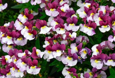初心者でも育てやすい！秋に香る花と木【8選】キンモクセイなど、庭とベランダで楽しめる植物（サムネイル画像7）