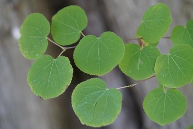 初心者でも育てやすい！秋に香る花と木【8選】キンモクセイなど、庭とベランダで楽しめる植物（サムネイル画像11）