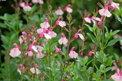 初心者でも育てやすい！秋に香る花と木【8選】キンモクセイなど、庭とベランダで楽しめる植物（サムネイル画像4）