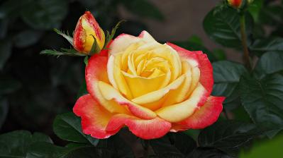 初心者でも育てやすい！秋に香る花と木【8選】キンモクセイなど、庭とベランダで楽しめる植物（サムネイル画像2）