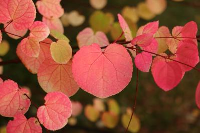 初心者でも育てやすい！秋に香る花と木【8選】キンモクセイなど、庭とベランダで楽しめる植物（サムネイル画像12）