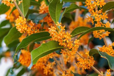 初心者でも育てやすい！秋に香る花と木【8選】キンモクセイなど、庭とベランダで楽しめる植物