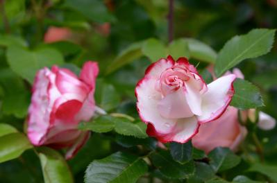 秋バラ前に要注意！長雨で蕾が開かない原因と、鉢植え・地植え別の対策（サムネイル画像5）