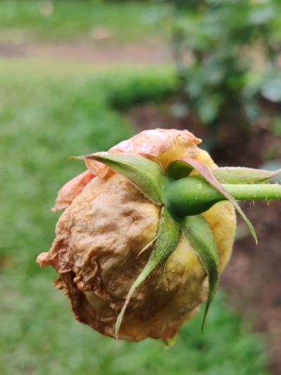 秋バラ前に要注意！長雨で蕾が開かない原因と、鉢植え・地植え別の対策（サムネイル画像3）