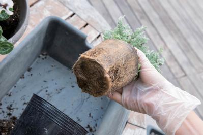 白・黒・シルバーで上品に決まる【秋のモノトーン寄せ植え】高低差と質感で立体的に（サムネイル画像19）