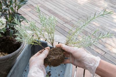 白・黒・シルバーで上品に決まる【秋のモノトーン寄せ植え】高低差と質感で立体的に（サムネイル画像14）