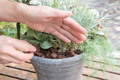 白・黒・シルバーで上品に決まる【秋のモノトーン寄せ植え】高低差と質感で立体的に（サムネイル画像26）
