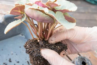 白・黒・シルバーで上品に決まる【秋のモノトーン寄せ植え】高低差と質感で立体的に（サムネイル画像16）