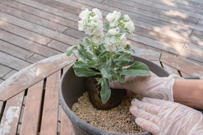 白・黒・シルバーで上品に決まる【秋のモノトーン寄せ植え】高低差と質感で立体的に（サムネイル画像11）