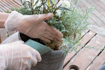 白・黒・シルバーで上品に決まる【秋のモノトーン寄せ植え】高低差と質感で立体的に（サムネイル画像25）