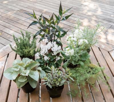 白・黒・シルバーで上品に決まる【秋のモノトーン寄せ植え】高低差と質感で立体的に（サムネイル画像6）