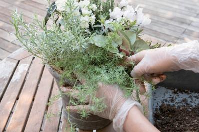 白・黒・シルバーで上品に決まる【秋のモノトーン寄せ植え】高低差と質感で立体的に（サムネイル画像24）