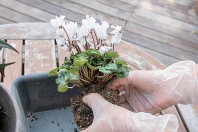 白・黒・シルバーで上品に決まる【秋のモノトーン寄せ植え】高低差と質感で立体的に（サムネイル画像17）