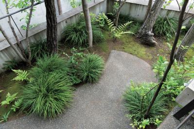 コナラとヤマモミジでつくる小さな林のような庭：東京都目黒区の「雑木の庭」実例（サムネイル画像12）