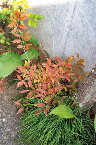 コナラとヤマモミジでつくる小さな林のような庭：東京都目黒区の「雑木の庭」実例（サムネイル画像13）