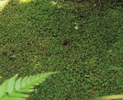 コナラとヤマモミジでつくる小さな林のような庭：東京都目黒区の「雑木の庭」実例（サムネイル画像14）