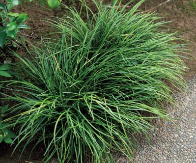 コナラとヤマモミジでつくる小さな林のような庭：東京都目黒区の「雑木の庭」実例（サムネイル画像17）