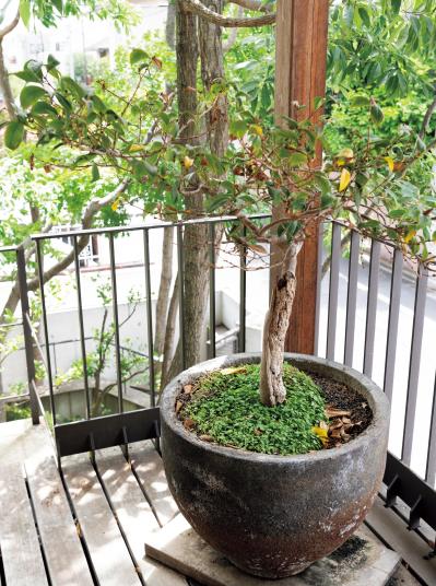 コナラとヤマモミジでつくる小さな林のような庭：東京都目黒区の「雑木の庭」実例（サムネイル画像11）