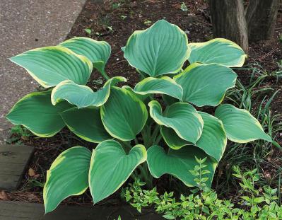雑木の庭の木陰に強い植物は？作庭家・平井孝幸さんがすすめる【宿根草・球根10選】（サムネイル画像11）