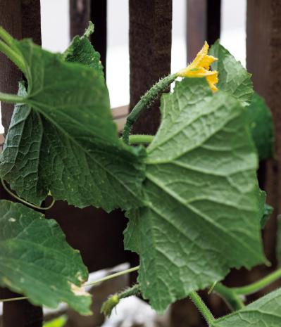 暗渠の小川跡を「渓流の庭」に再現した雑木の庭実例。果樹、野菜の収穫もできる！（サムネイル画像15）