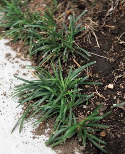 家のまわりを雑木で包むと何が変わる？ 暑さと日差しを和らげる「スクリーン状の庭」実例紹介（サムネイル画像5）