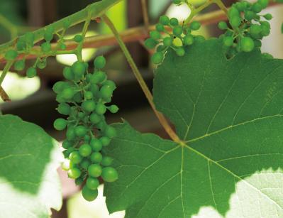 暗渠の小川跡を「渓流の庭」に再現した雑木の庭実例。果樹、野菜の収穫もできる！（サムネイル画像14）