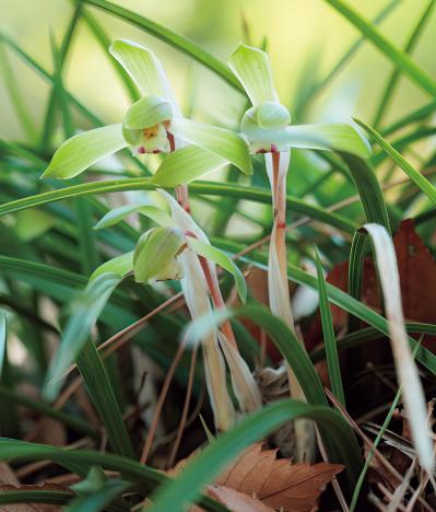 雑木の庭の木陰に強い植物は？作庭家・平井孝幸さんがすすめる【宿根草・球根10選】（サムネイル画像3）