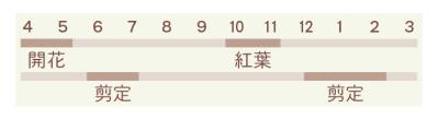 小さな庭でも映える！ おすすめの雑木5選｜アオダモ、ナツハゼ、コナラ、ツリバナ、ジューンベリー（サムネイル画像4）
