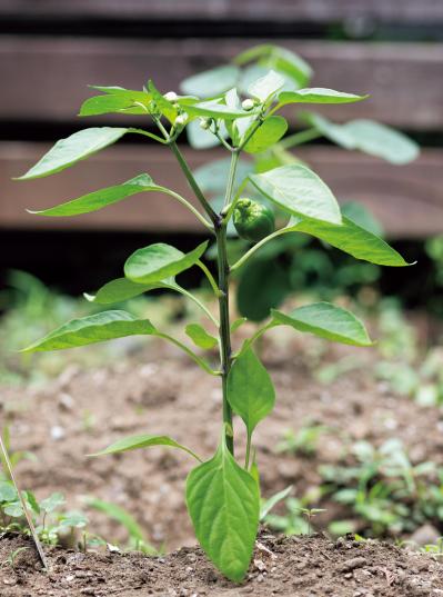 暗渠の小川跡を「渓流の庭」に再現した雑木の庭実例。果樹、野菜の収穫もできる！（サムネイル画像16）