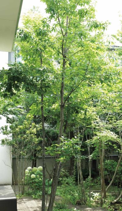 小さな庭でも映える！ おすすめの雑木5選｜アオダモ、ナツハゼ、コナラ、ツリバナ、ジューンベリー（サムネイル画像7）
