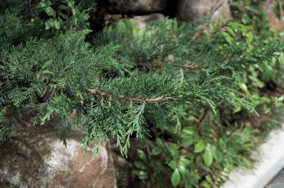家のまわりを雑木で包むと何が変わる？ 暑さと日差しを和らげる「スクリーン状の庭」実例紹介（サムネイル画像6）